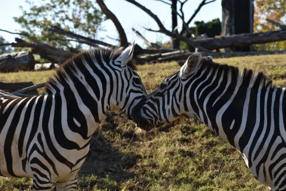 LunarSlots Kasino Sokongan